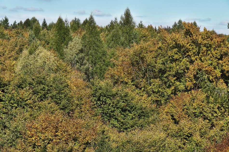trees in the forest top view