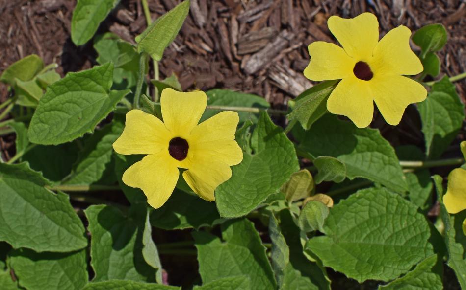 Black-Eyed Susan Vine Flower