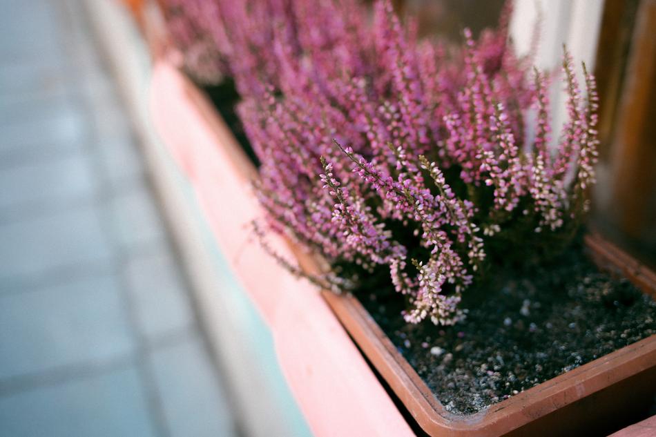 Pink Flower Plant