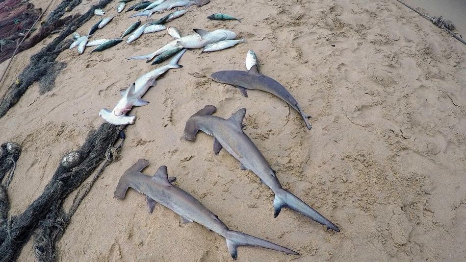 lots of fish on the sandy beach