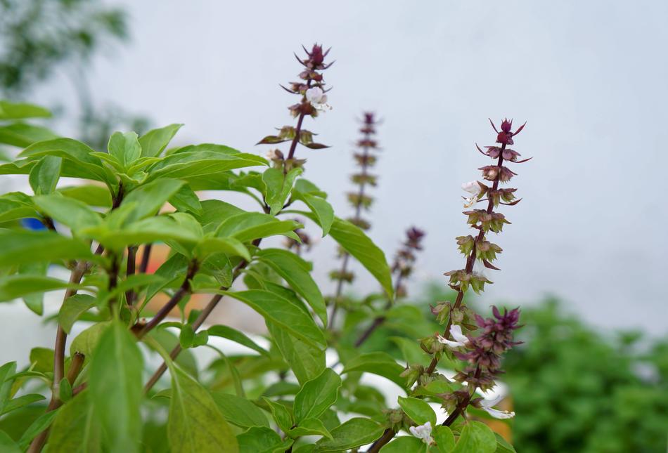 green herbs in the garden