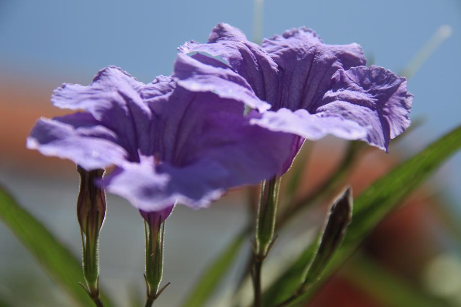 purple flowers two