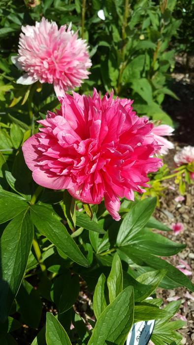 pink beautiful flower in the garden