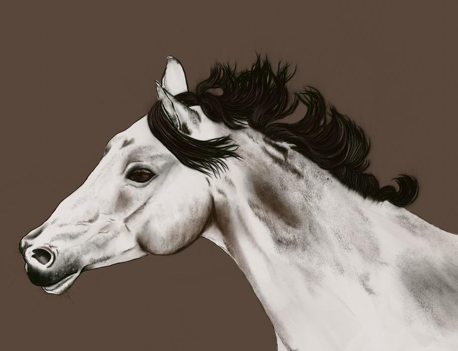 horse portrait drawing even