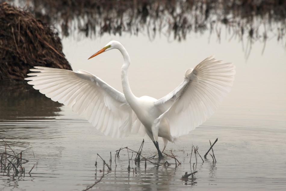 White Long Neck