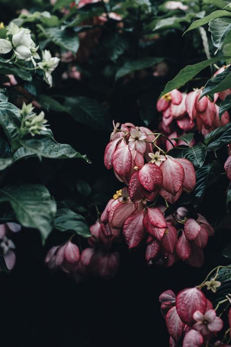 red flowers with leaves