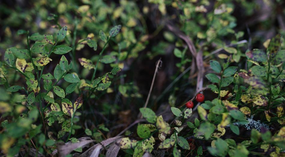 Green Plant Nature