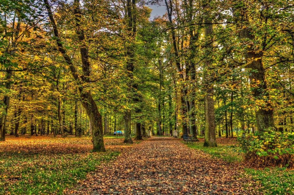 fall path in green leaves