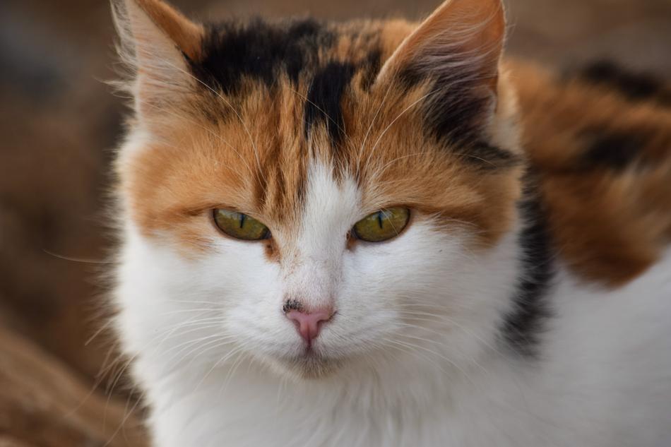 Cute Cat Animal