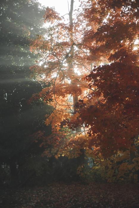 rays of sunshine in an autumn tree