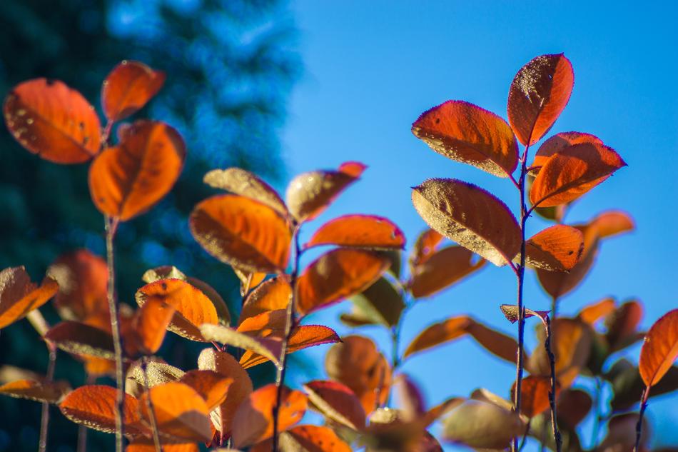 Autumn leaves on the branches in the blue sky