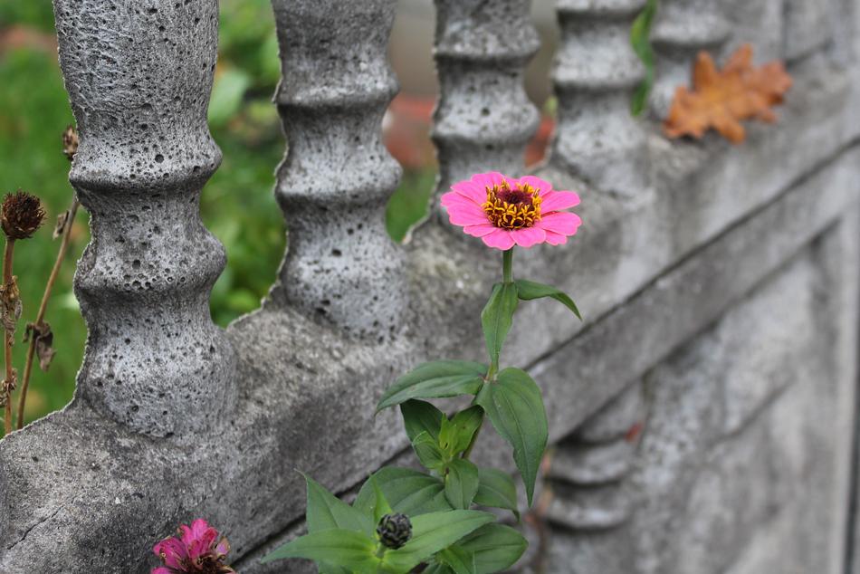 Zinnia Flower Autumn