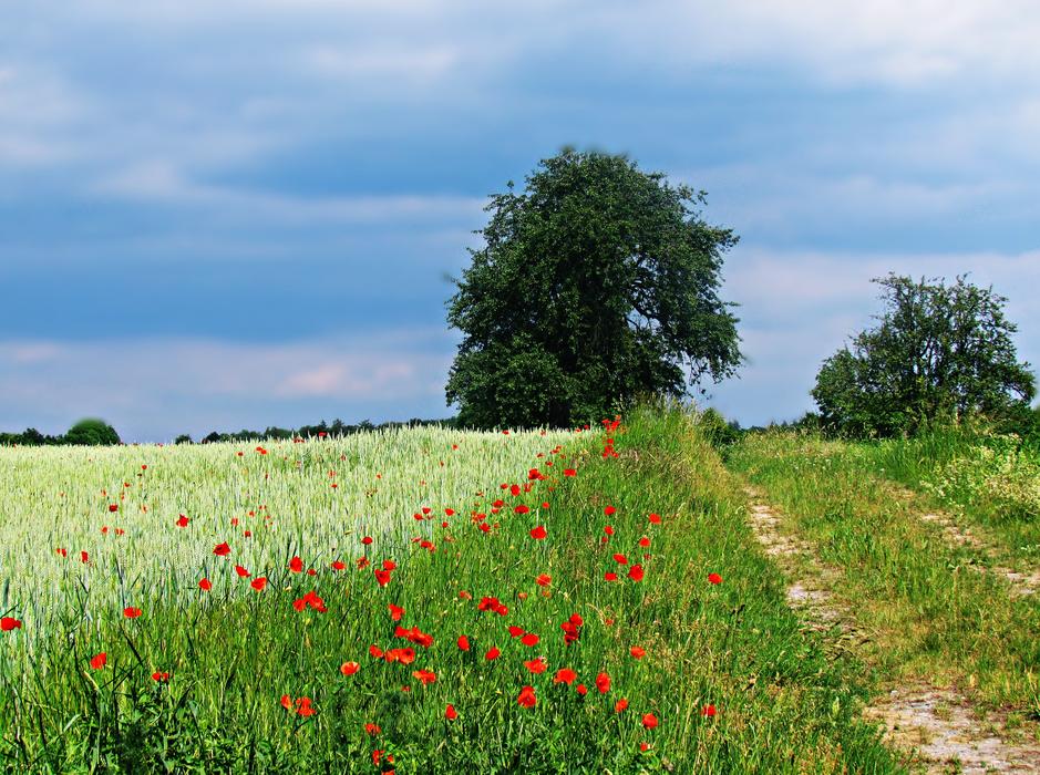 green meadow in red colors