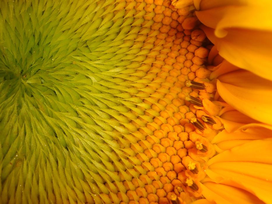 Nature Flora Flower
