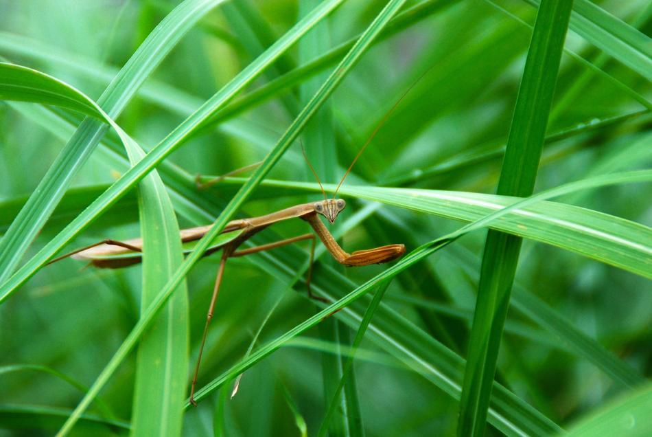 brown Mantis among green grass