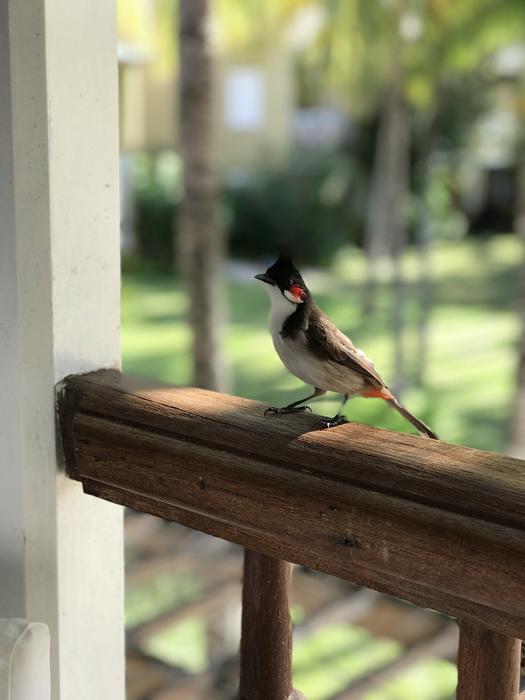 Nat Bird in Wildlife