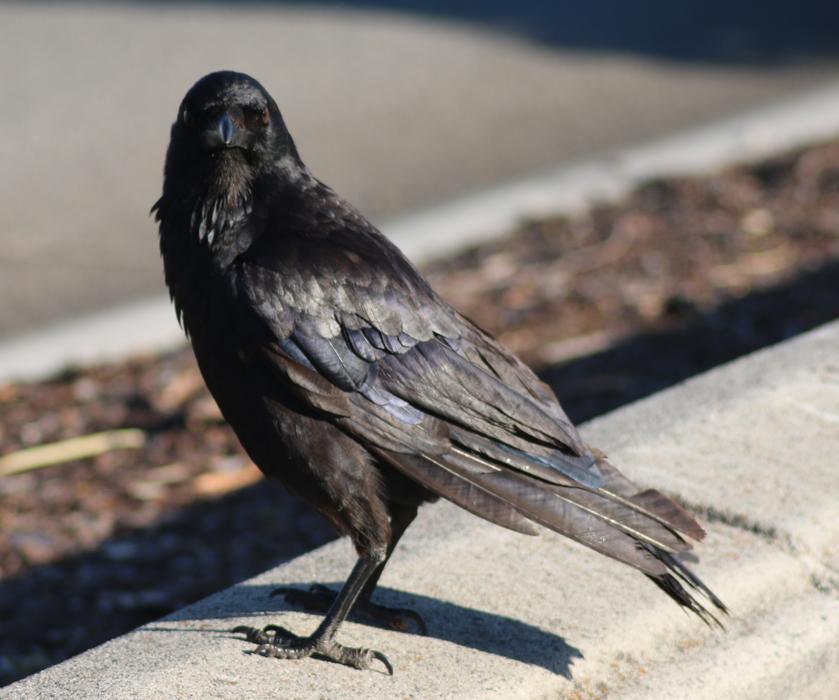Crow Raven Wing