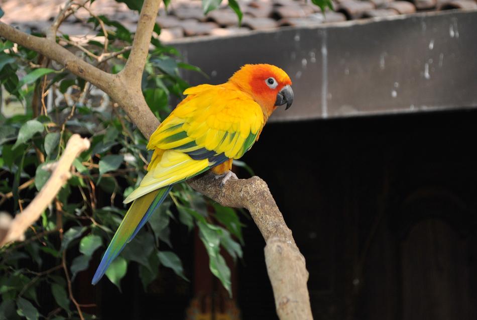 Bird Animal Tropical