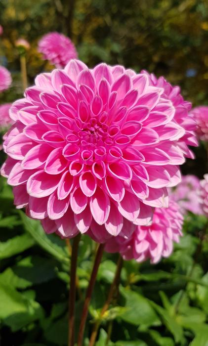 Dahlia Flower