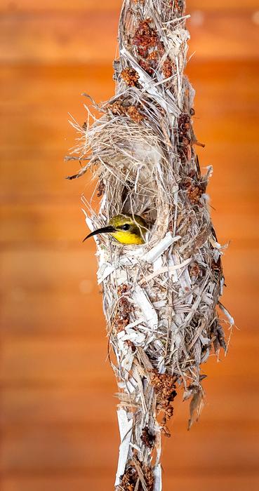 Bird Sunbird Nature