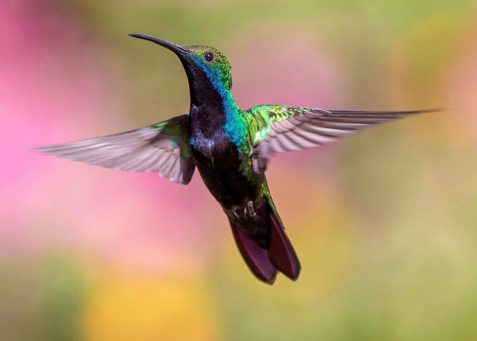 Bird Animal Nature