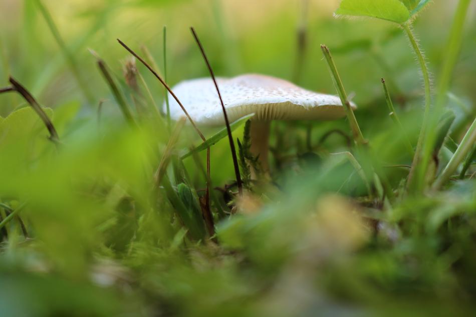 Mushroom Macro Nature