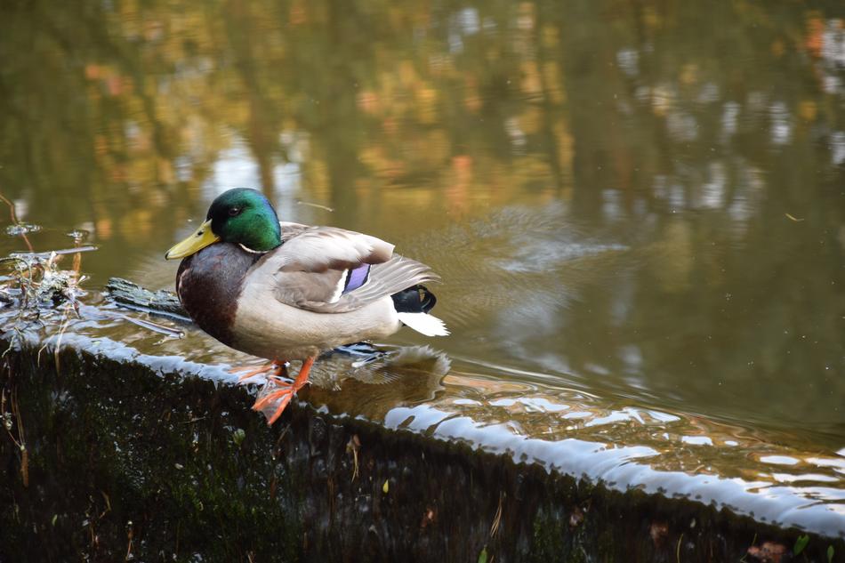 Nature Birds