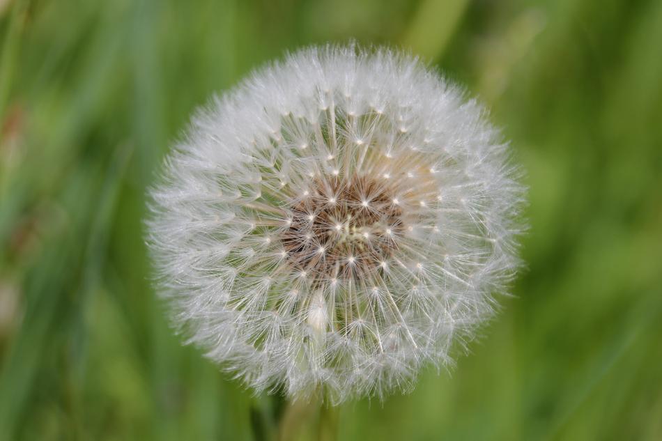 white dandelion in a green field