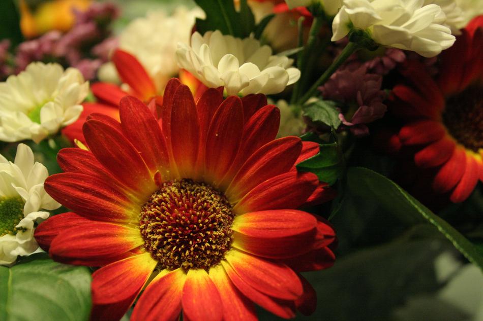 Plant Nature Flowers