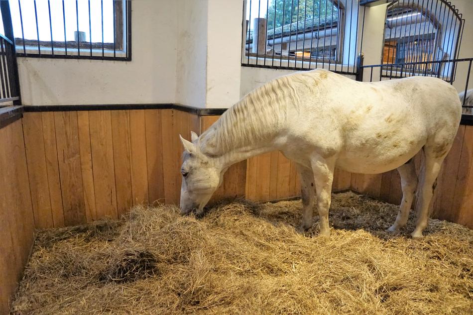 white Horse Lipizzaner Stud