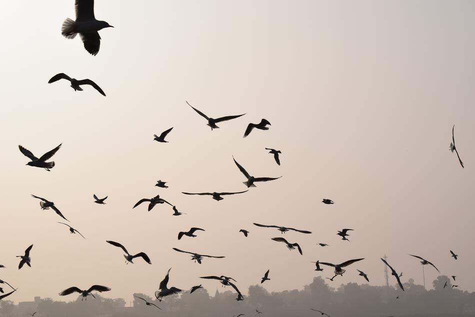 Bird Wildlife Flight