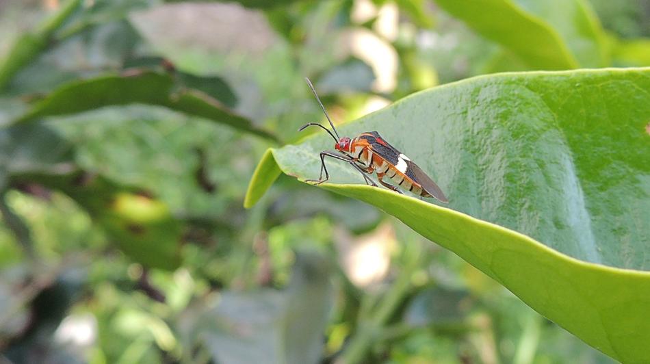 Insect Bichito Macro