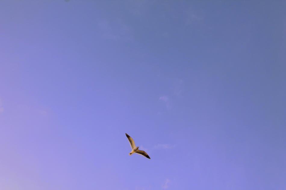 Animals Bird Flight