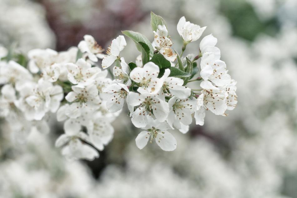 Flowers Nature Blossoms