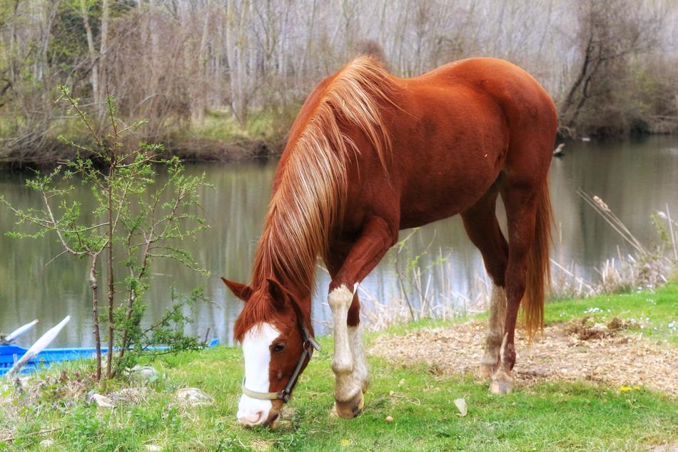 a horse by the river eats