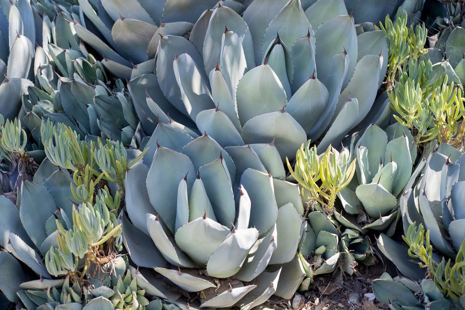 green garden plants flower species