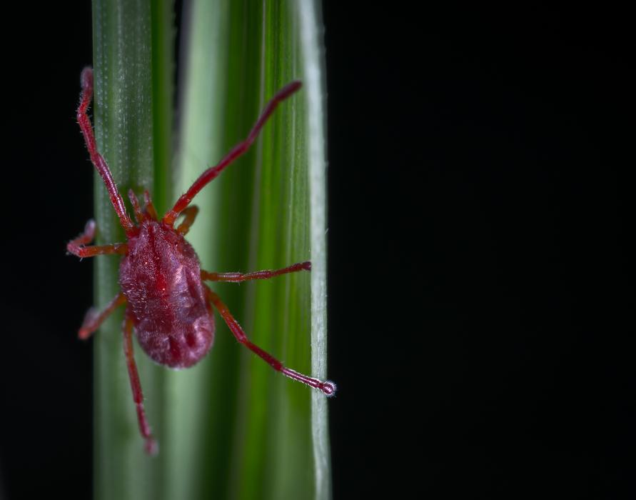 red spider in green foliage