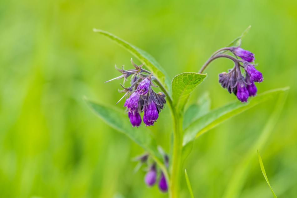Flower Blooms Green