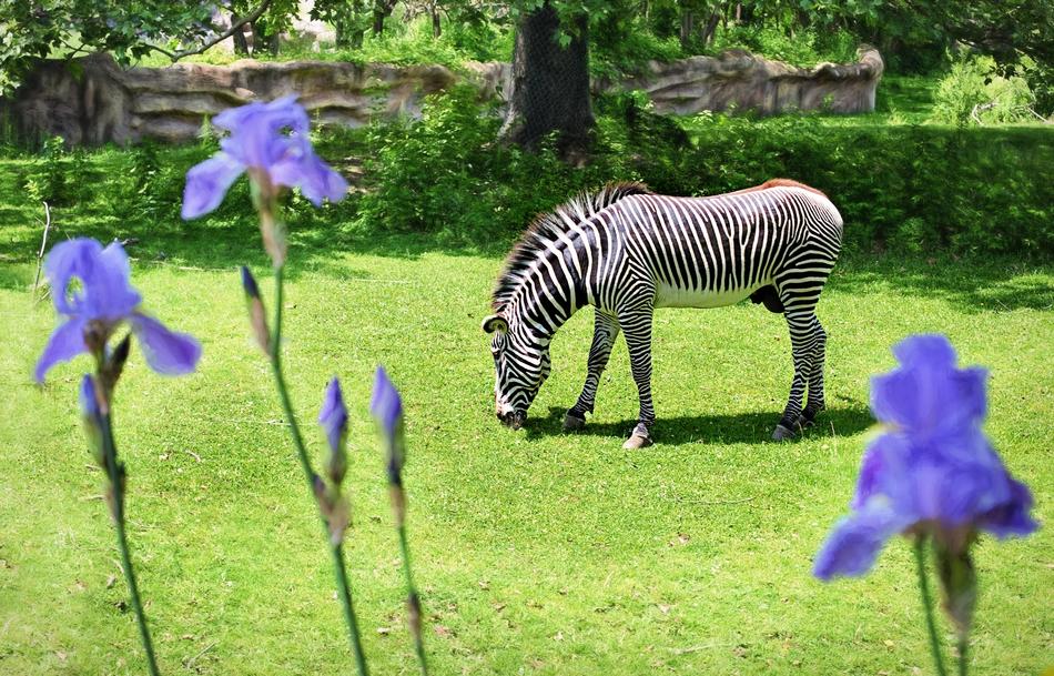 zebra in the green meadow outside the house