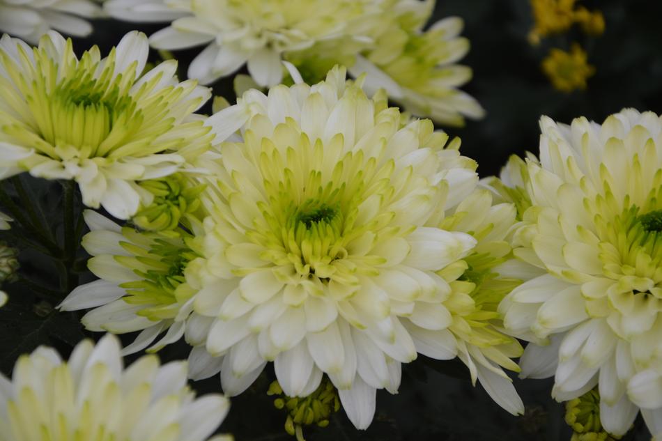 Flowers White Chrysanthemums