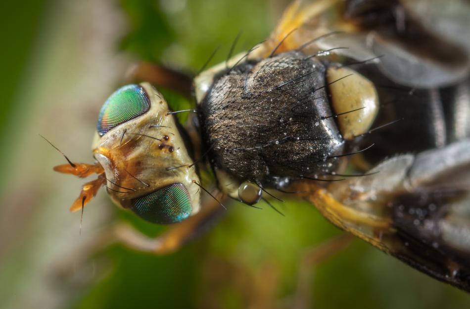 Insect Animals Nature