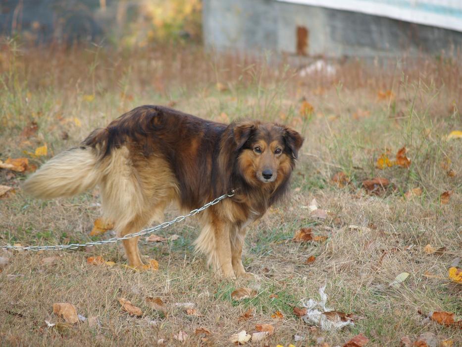 Dog Collie Brown