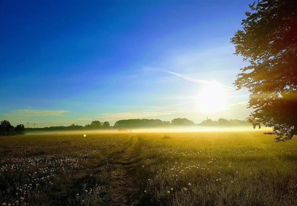 Nature Fog Landscape