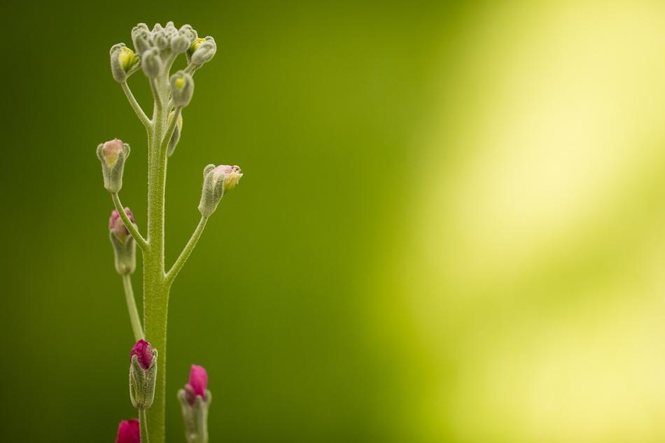 green flower petal