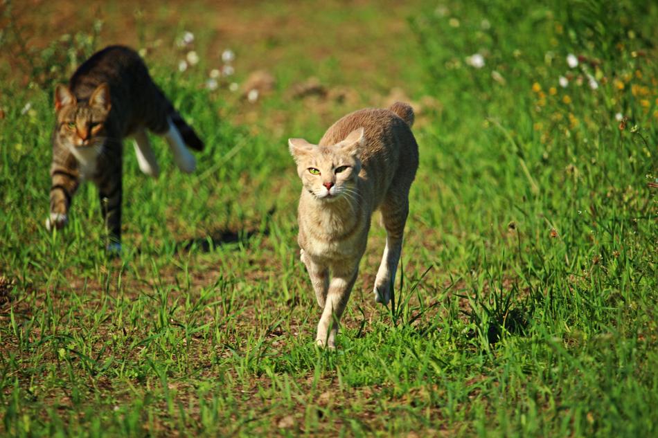 Cat Mieze Hunting