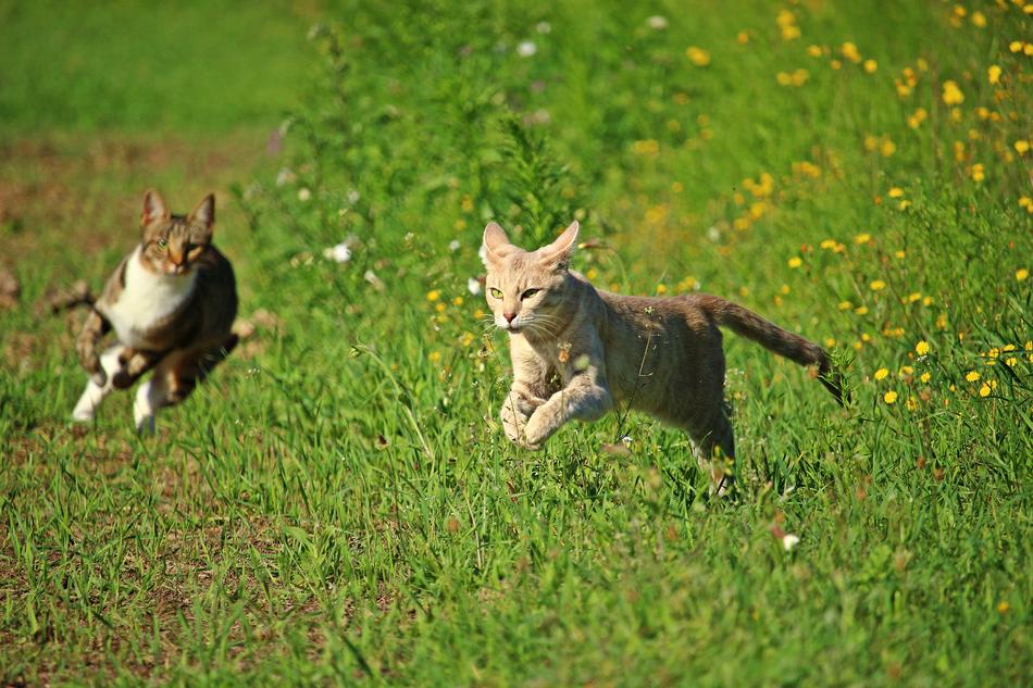 Cat Kitten Hunting