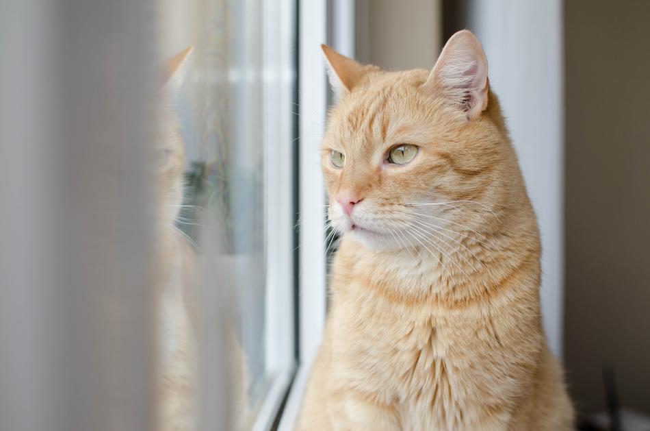Cat Red Redhat Domestic