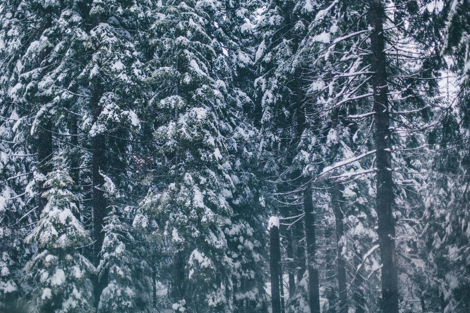 cold snow forest