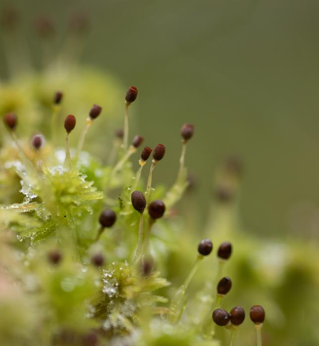 moss closeup