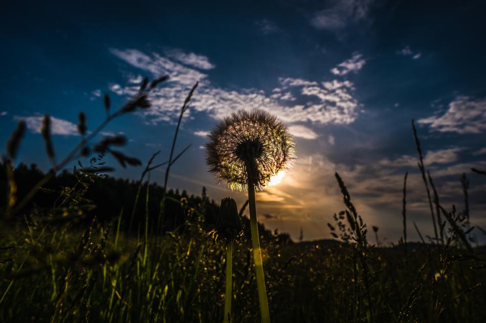 fluffy dandelion in the sun